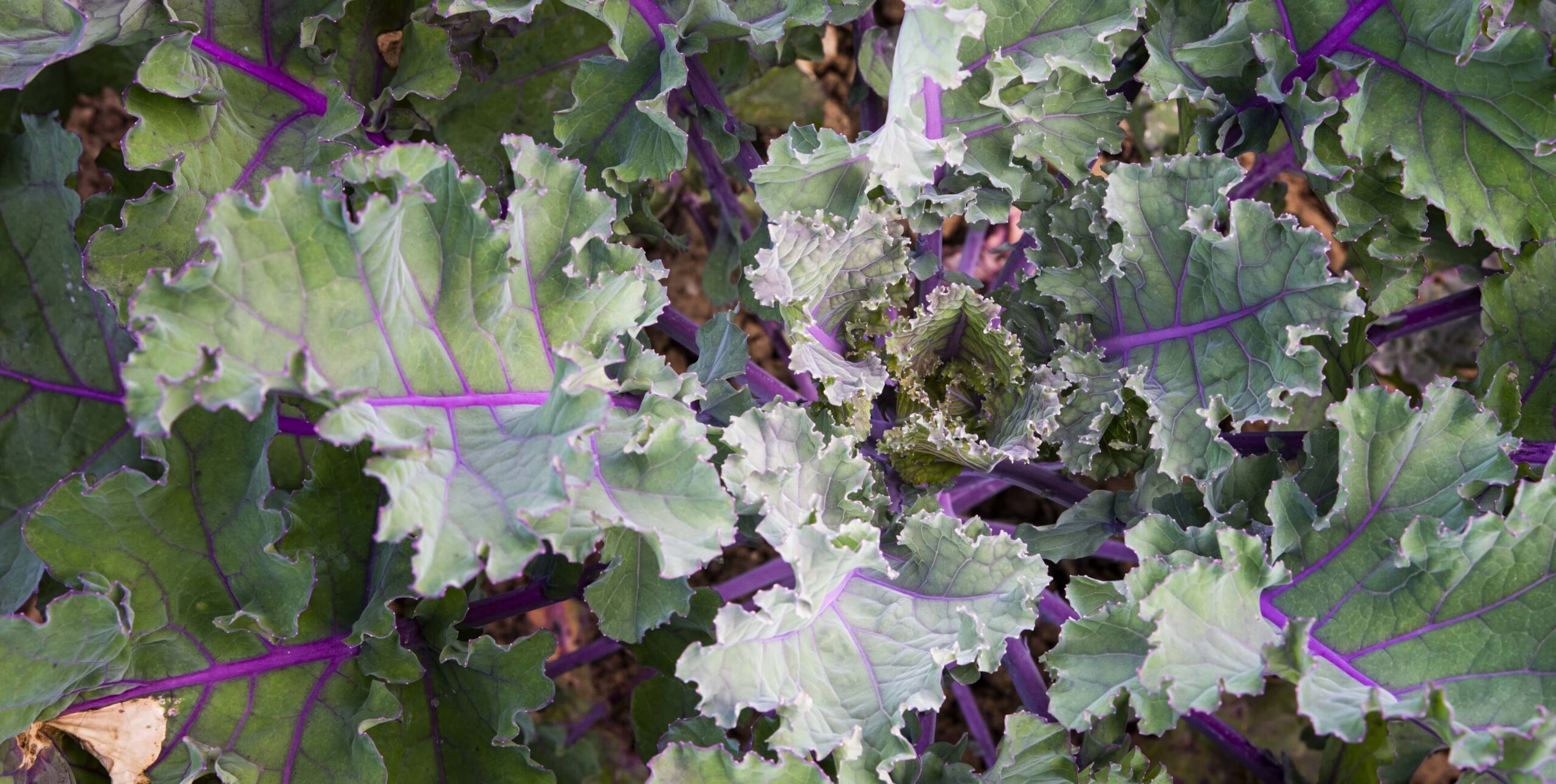 Grünkohl mit violetten Blattadern und gekräuselten Blättern im Garten