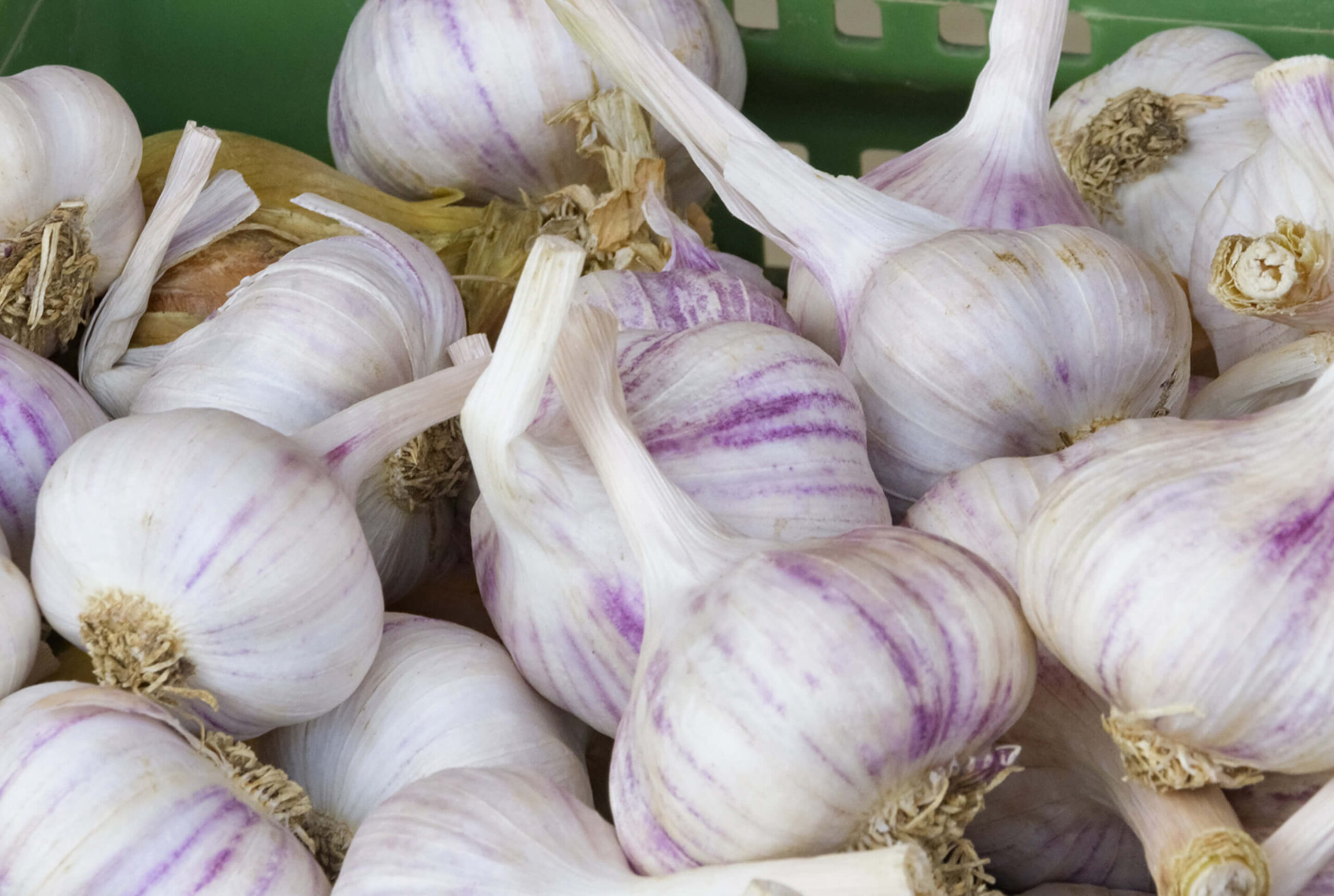 Knoblauchknollen mit violetten Streifen in einer Kiste