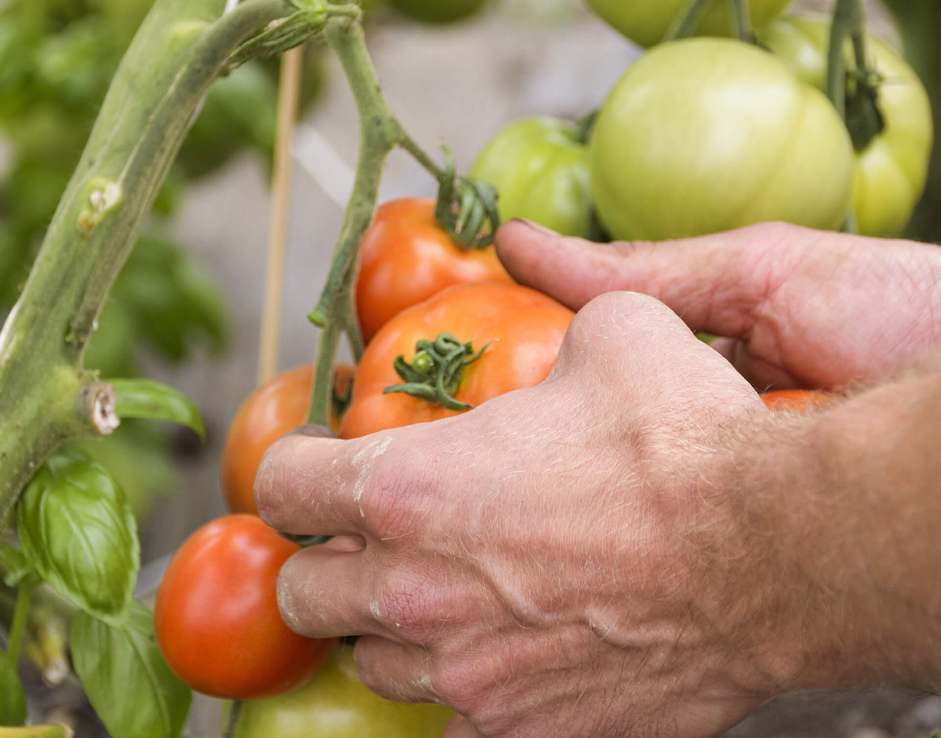 Tomaten werden von der Pflanze geerntet