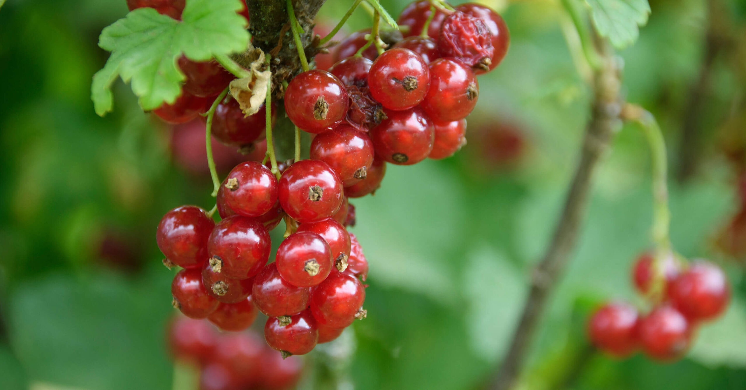 Rote Johannisbeeren am Strauch
