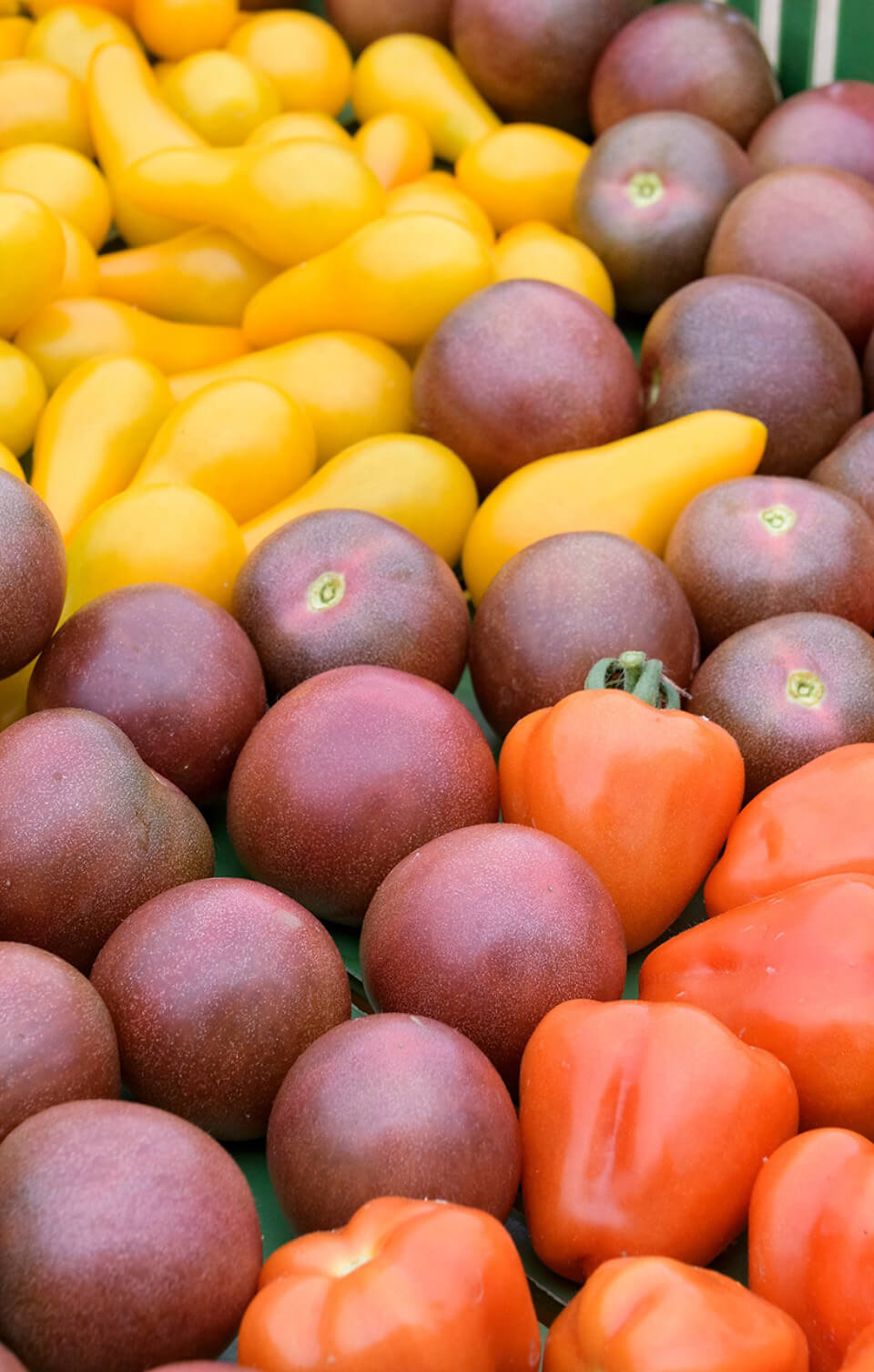 Verschiedene Tomatensorten in Gelb, Dunkelrot und Orange auf einem Marktstand