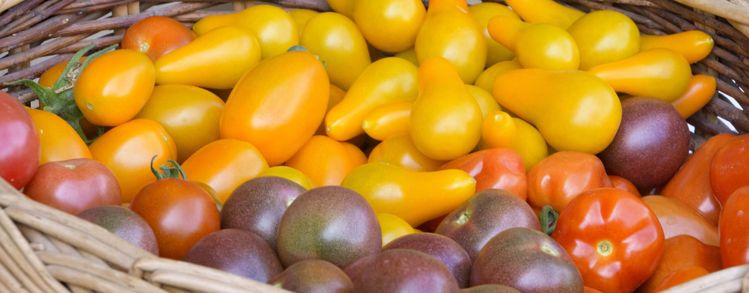 Korb mit gelben, orangefarbenen und dunkelroten Tomaten