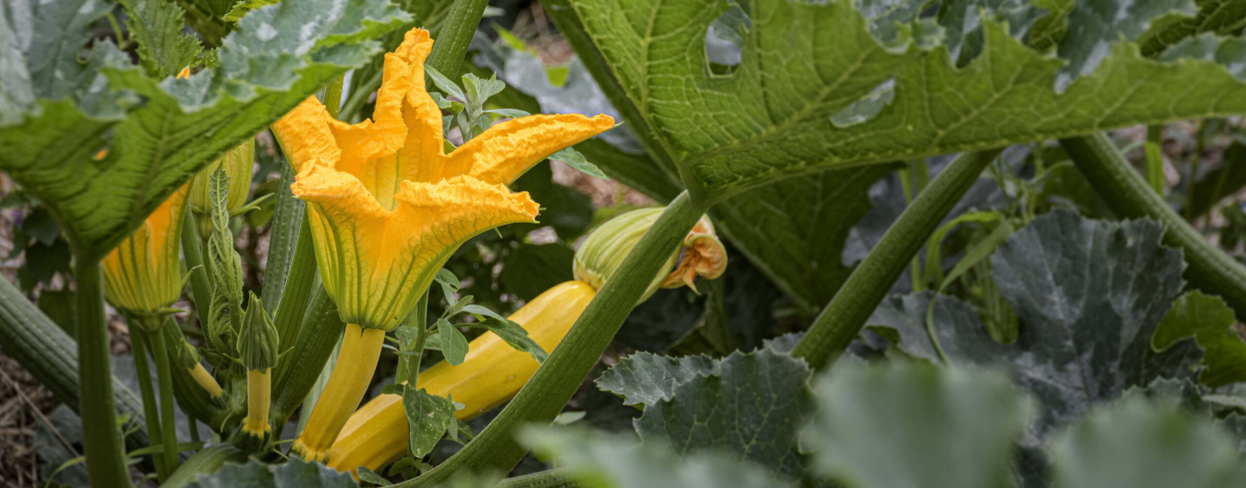 Gelbe Zucchiniblüte und junge Zucchini zwischen großen Blättern im Garten