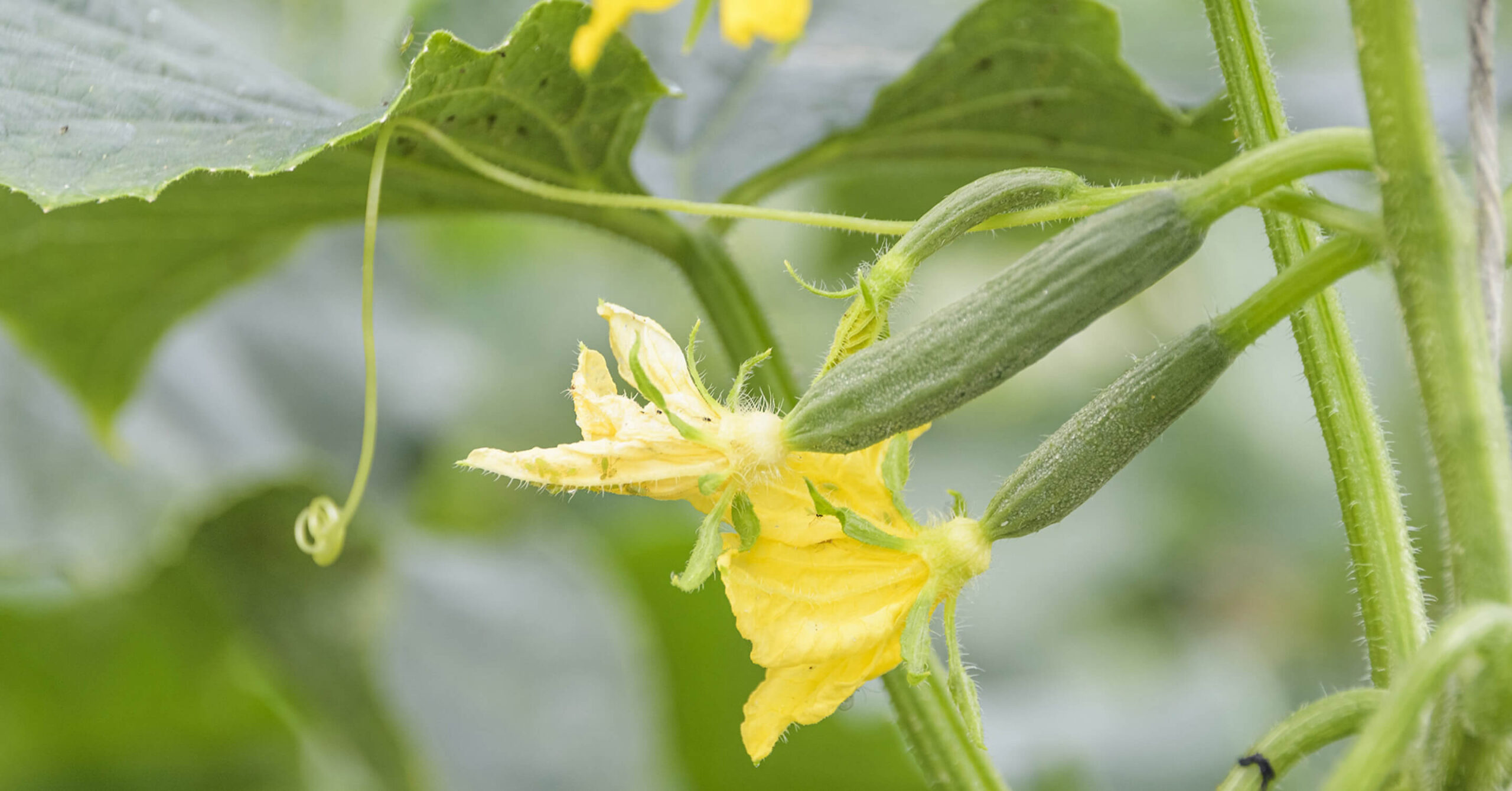 Junge Gurken mit gelben Blüten an der Pflanze