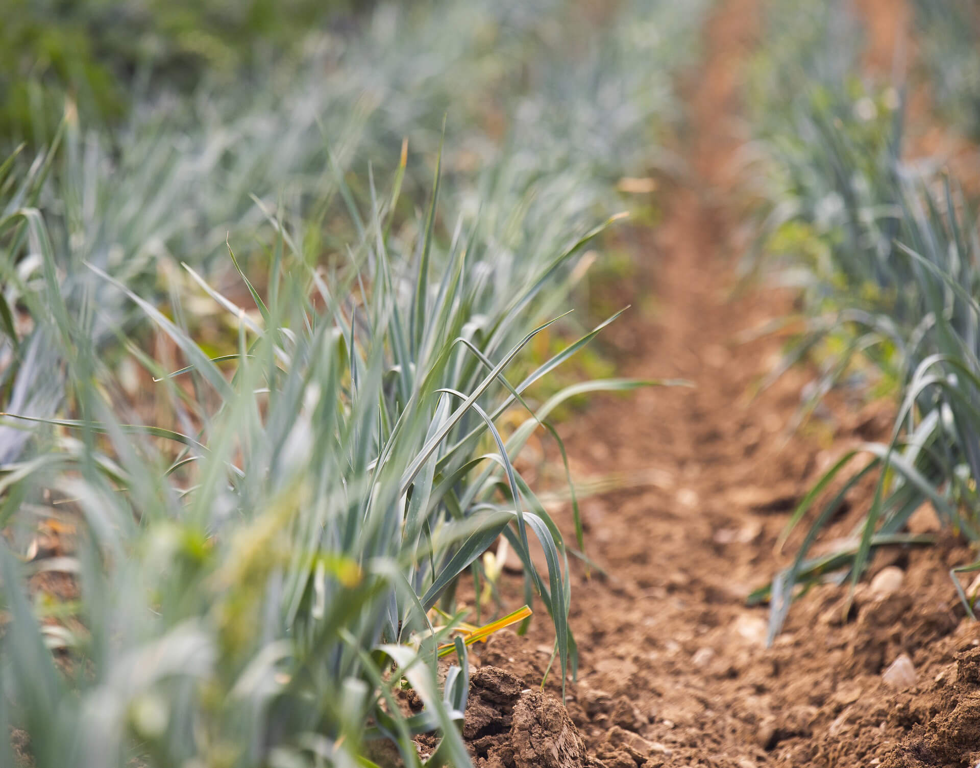 Reihen junger Pflanzen in einem Feld mit freiem Bodenweg zwischen den Reihen