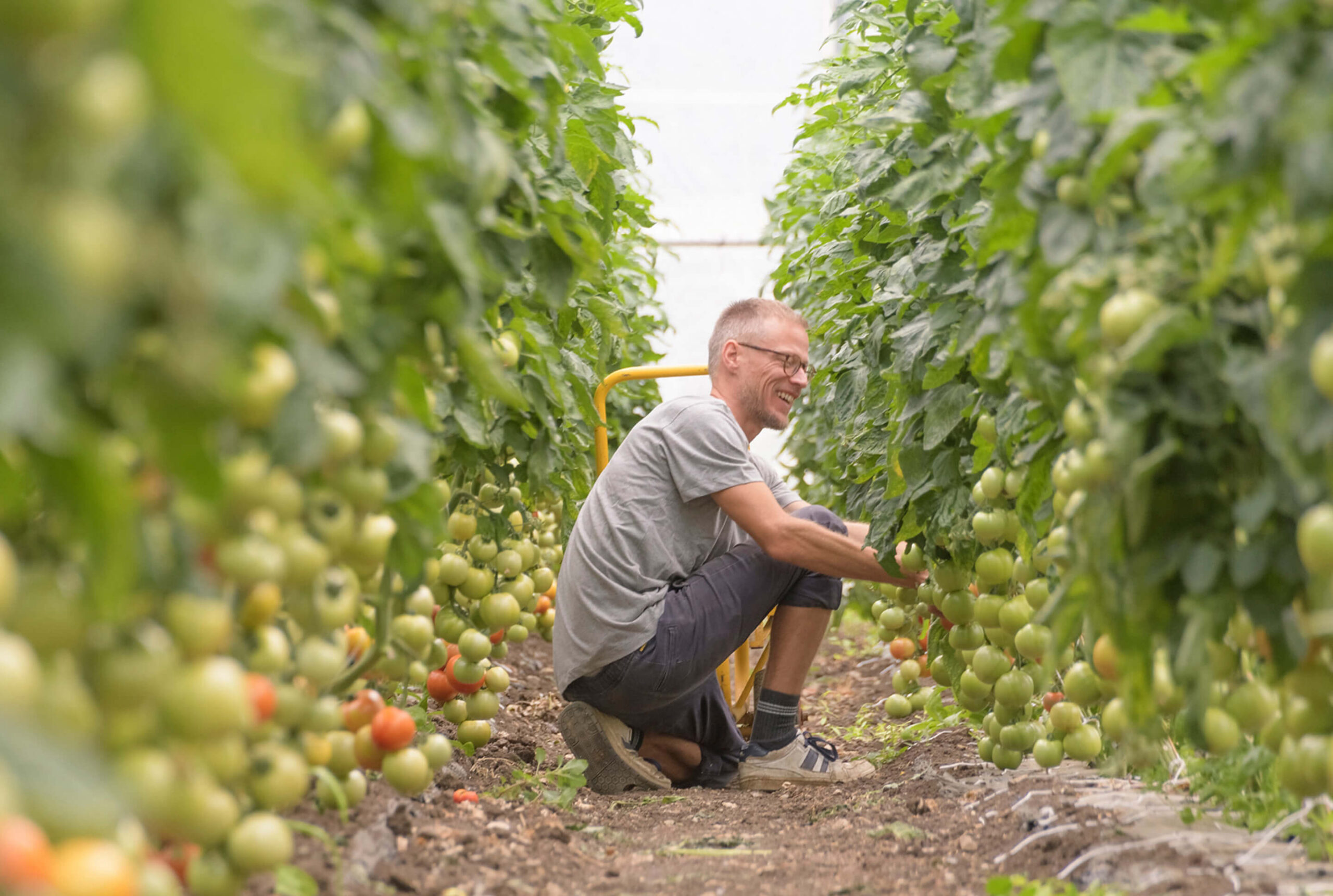Mann erntet Tomaten in einem Gewächshausgang