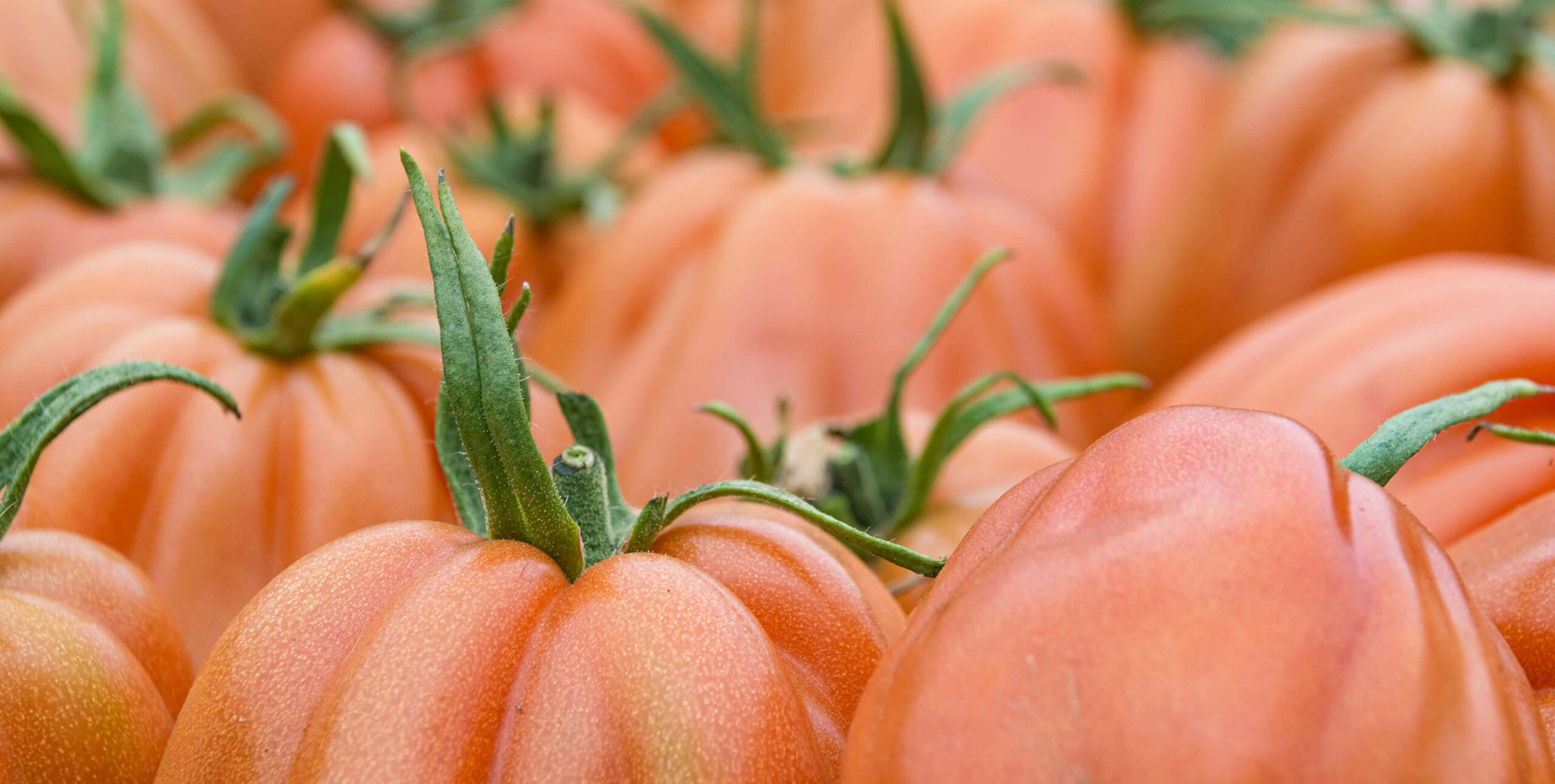Nahaufnahme von reifen, orangefarbenen Tomaten mit grünen Stielen