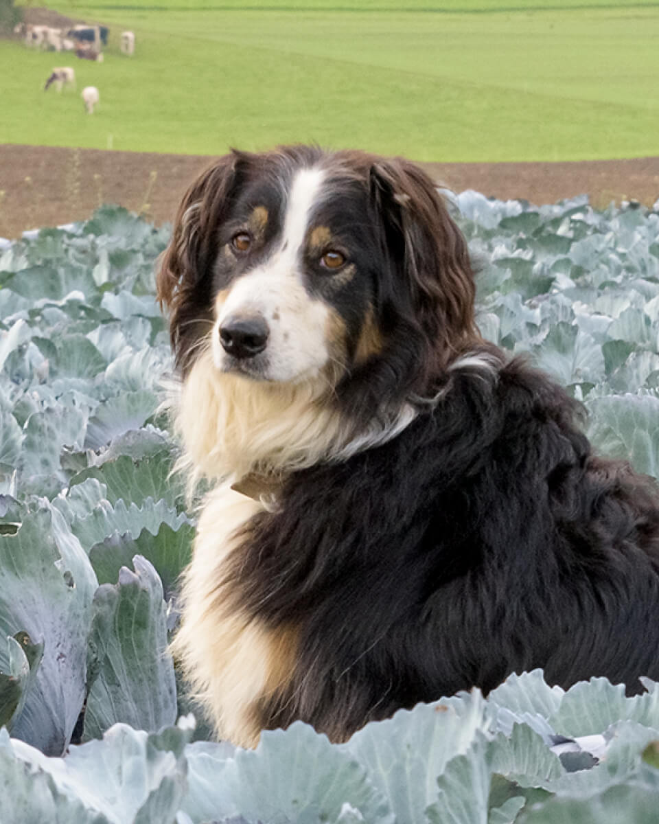 Der Hund Lola