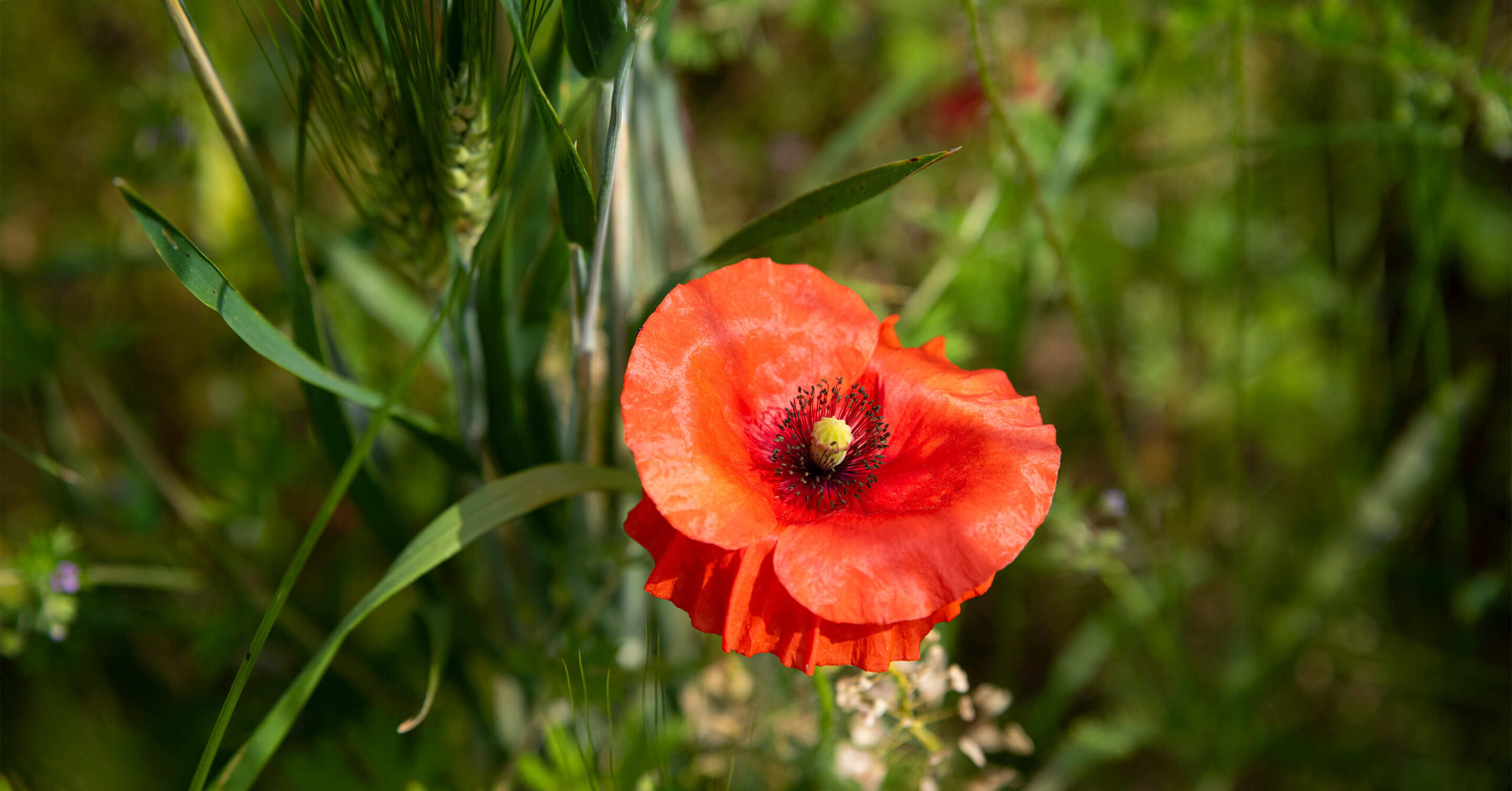 Rote Mohnblüte vor unscharfem grünem Hintergrund
